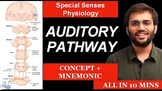 Auditory Pathway  Physiology  Special Senses Physiology  Mnemonic amp Mechanism of Hearing [upl. by Auhoj]