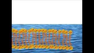 Self Assembly of a Phospholipid Bilayer [upl. by Tiff241]