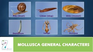 MOLLUSCA GENERAL CHARACTERS [upl. by Fillbert]