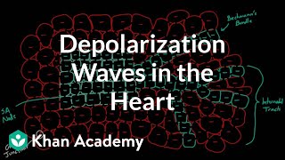 Depolarization waves flowing through the heart  NCLEXRN  Khan Academy [upl. by Carroll]