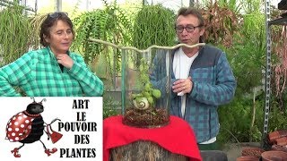 Conseils jardinage Dischidia pectenoides Plante escargot Entretien et arrosage plante verte [upl. by Annasor]