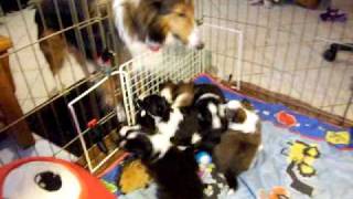 Sheltie puppies quotPlease Christmas Dont Be Latequot 2009 [upl. by Ludovick]