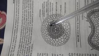 External and Internal features of Pteris Dr Vikas Jangu Botany [upl. by Anam]