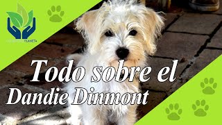 Dandie Dinmont Terrier conoce esta increíble raza [upl. by Eilitan]