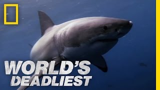 Great White Shark vs Seal  Worlds Deadliest [upl. by Attena75]