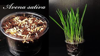 Oat germination Time lapse｜귀리 발아과정 타임랩스｜Oat sprout growth process as catgrass｜캣그라스 오트밀｜Day 07 [upl. by Nitza358]