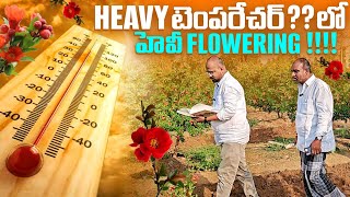 Heavy టెంపరేచర్ లో హెవీ Floweringpomogranate flowers horticulture jilan [upl. by Enywtna]