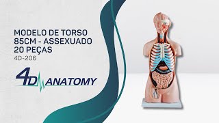 4DANATOMY  4D206  Modelo de Torso 85cm Assexuado  20 Peças [upl. by Ldnek]