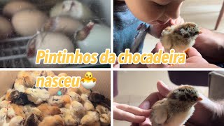 Os pintinhos da chocadeira começaram a nascer 🐣🐣 [upl. by Cammy]