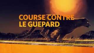 Course contre le guépard  Bande annonce BIG CAT WEEK 2014 [upl. by Niattirb]