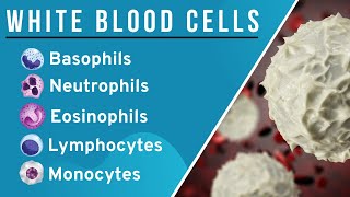 White Blood CellsLeucocytes WBCs in Hindi Structure and Function  Granulocytes Agranulocytes [upl. by Asiled]