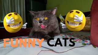 Cats Funniest Moments 🤣 [upl. by Enomas]