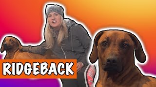 IK WIL EEN RIDGEBACK  DierenpraatTV [upl. by Outhe694]