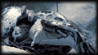 Python kills two Mice 01  Feeding Sequence 01 [upl. by Adelle828]