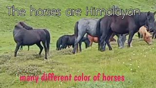 The Himalayan peaceful mountain  Many horses amp different colors horses [upl. by Shargel]