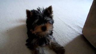 Yorkshire Terrier Puppy Barking at Camera [upl. by Kiyoshi]