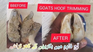 bakiyo k khur banane ka tarika  khalid goats [upl. by Gowon]