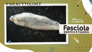 Fasciola gigantica and hepatica I Paracytology I ArabMed [upl. by Dalt]