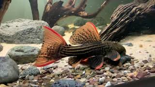 L25 Scarlet Cactus Pleco vs XXL Leopard Sailfin Pleco  who’s the boss [upl. by Anahsal]