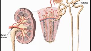 Bowmans corpuscle glomerulus cortical nephrons juxtamedullary nephrons [upl. by Slotnick]