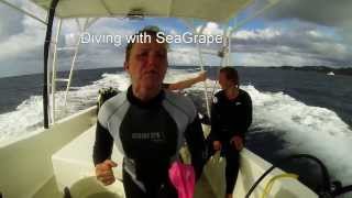 Scuba Diving with Seagrape Dive Shop Roatan  Bay Islands [upl. by Enyedy]