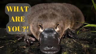 What do we Really know About the Platypus [upl. by Yelyah]