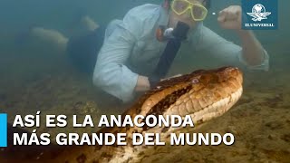 Captan a la anaconda más grande del mundo en la selva amazónica [upl. by Ferullo]