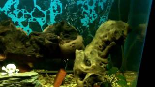 Mopani Wood in a Freshwater Aquarium [upl. by Recnal527]