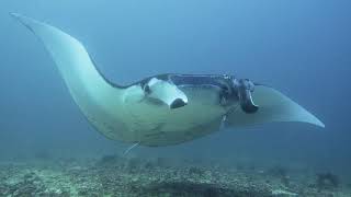 Philippines  Scuba diving in Donsol and Ticao [upl. by Yllim]