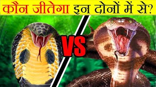 Incredible Fight Python Snake vs King Cobra [upl. by Lehcar]