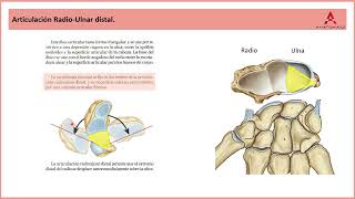 69 La articulación radioulnar distal Clase de Anatomía Humana de Gray [upl. by Esirehs]