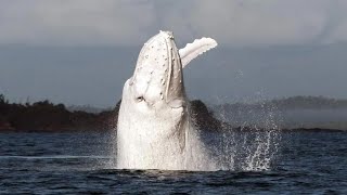 15 Incredible WHALE Species That Actually Exist [upl. by Ahsiekam]