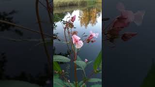 Impatiens glandulifera Lnature [upl. by Harimas]