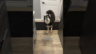 my husky is walking on the floors again husky dogvideos [upl. by Hartzke67]