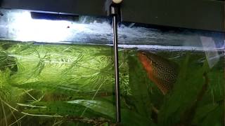 Pearl Gourami is building a bubble nest [upl. by Zebulen]