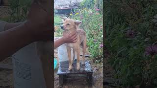 Dog take shower shortvideo animals doglover puppy dogfood pets [upl. by Sanoy754]