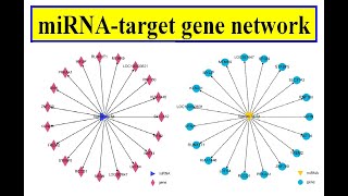 miRNA target gene network [upl. by Marc20]