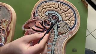 DIÌ‡ENCEPHALON ve TRUNCUS ENCEPHALIÌ‡ SAGIÌ‡TAL KESIÌ‡T [upl. by Siol860]