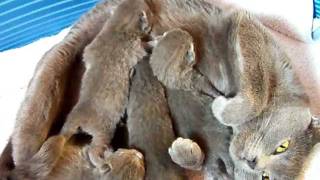 Chatons chartreux de 5 jours élevage du Jardin des Lutins [upl. by Sorcha]