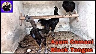 Ayam Cemani Black Tongue 🖤 [upl. by Lanny]