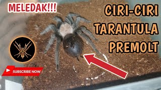 Ciriciri Tarantula PreMolt  Beginner Wajib Tau ‼️ [upl. by Aititil]