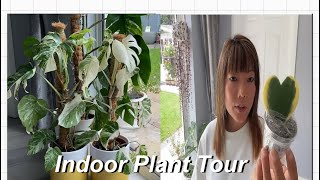 Indoor Plant Tour Uk  Rare Indoor Plant Collection [upl. by Budde]