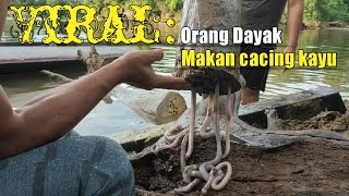 ABNORMAL Orang Dayak Makan Cacing Kayu [upl. by Libys]