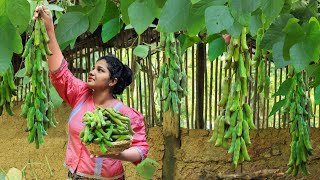 Have you ever eaten these nutritious beans beforetasty velvet beansvillage kitchen srilanka [upl. by Neehcas]