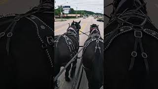 quotPercheron Draft Horses Take Over Townquotworkhorse kentucky percheron forsale viral draft [upl. by Wil]