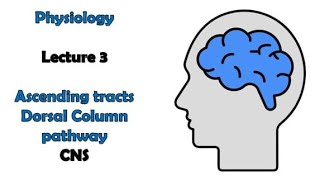 Ascending tracts 1  Dorsal column pathway  Physiology  CNS module  Adham Saleh [upl. by Tnecnev]