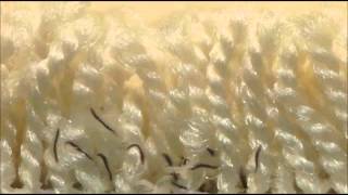 Flea Larvae in carpet [upl. by Yentterb]