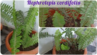 nephrolepis cordifolia boston fern  how to divide fern plant ferns [upl. by Anita]