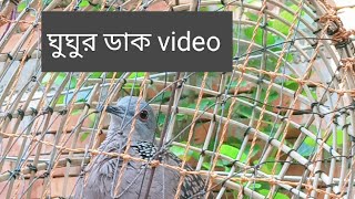 ঘুঘু পাখির ডাক।Gogo pakhir Vairal Dak dove brid video vairal [upl. by Sianna]