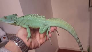 Basilisk Lizard [upl. by Selin]